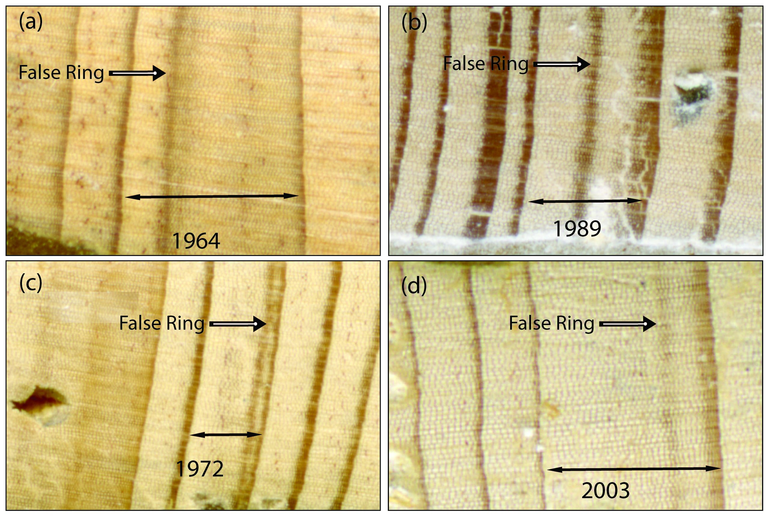 a microphotograph of baldcypress tree rings