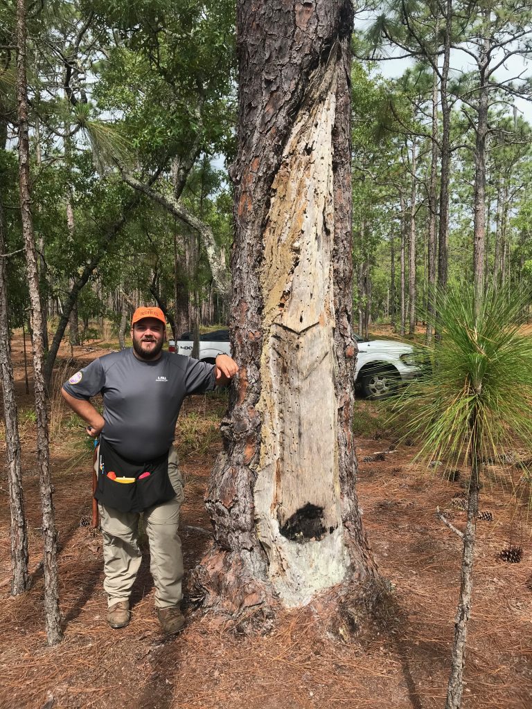man stands next to fire scrred pine tree