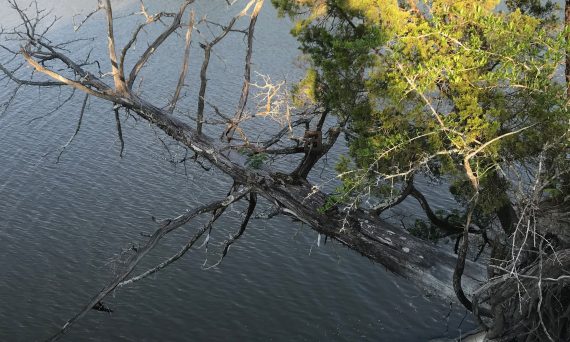 cedar tree overhanging Tombigbee River