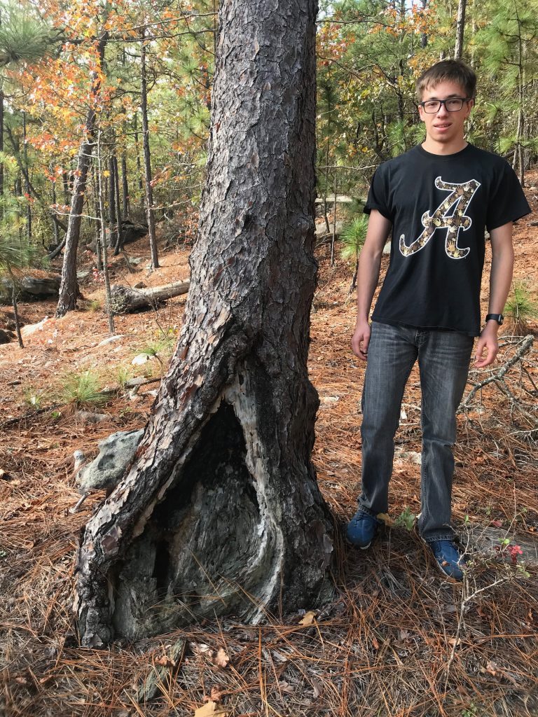 man stands next to fire scar on pine tree